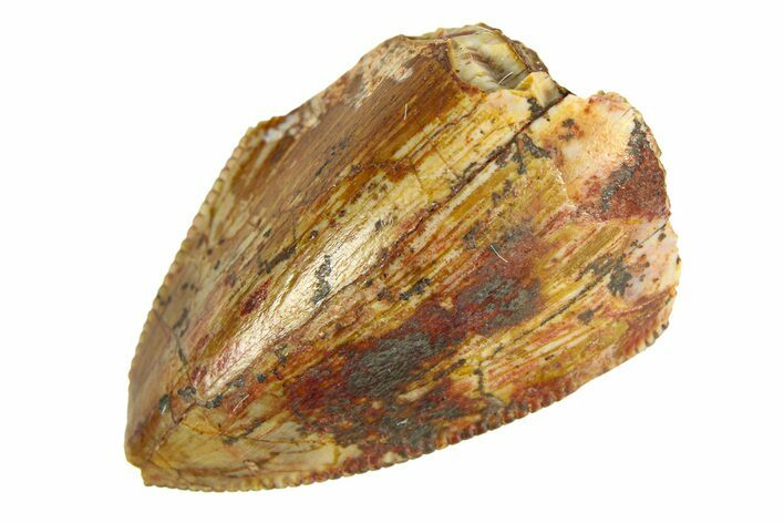 Serrated, Fossil Phytosaur (Redondasaurus) Tooth - New Mexico #294974